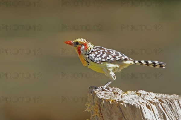 Red-and-yellow Barbet, Trachyphonus erythrocephalus, Kenya, Lake Baringo, Africa