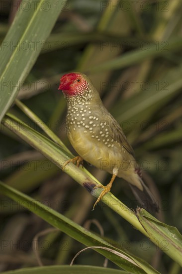 Star Finch (Neochmia ruficauda)