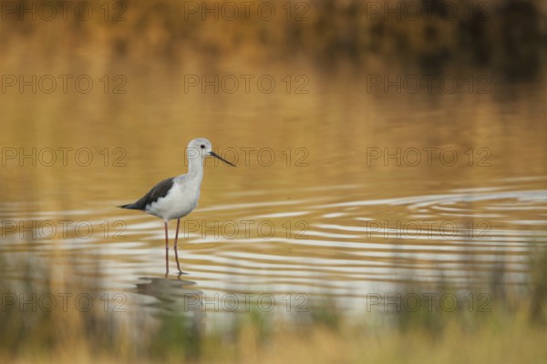 Black-winged Stilt (Himantopus himantopus), France, Europe