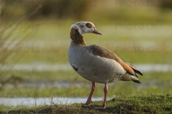 Egyptian Goose (Alopochen aegyptiaca), Schleswig-Holstein, Germany, Europe