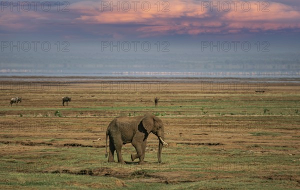 Afrikanischer Elefant (Loxodonta africana) einsamer Bulle streift durch Savanne, Serengeti National Park, Tansania | African elephant (Loxodonta africana) lonely elephant bull in savanna, Serengeti National Park; Tanzania