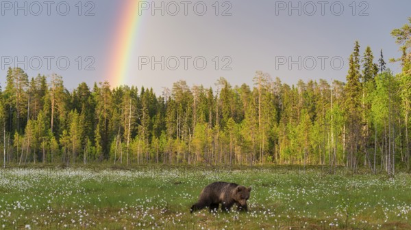 Eurasian Brown Bear (Ursus arctos) walking in front of rainbow in cottongrass forest glade, Finland, Europe