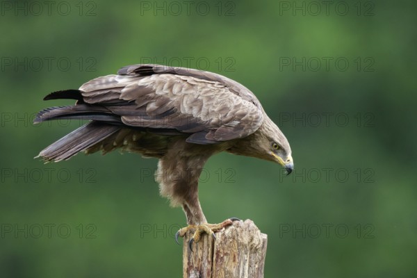 Lesser Spotted Eagle (Clanga pomarina) perched on a pale, Poland, Europe