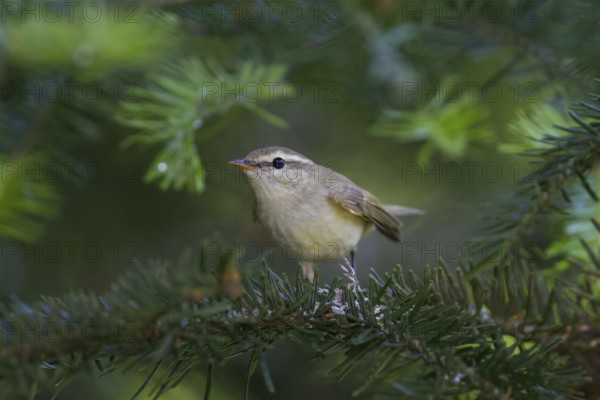 Greenish Warbler - Grünlaubsänger - Phylloscopus trochiloides