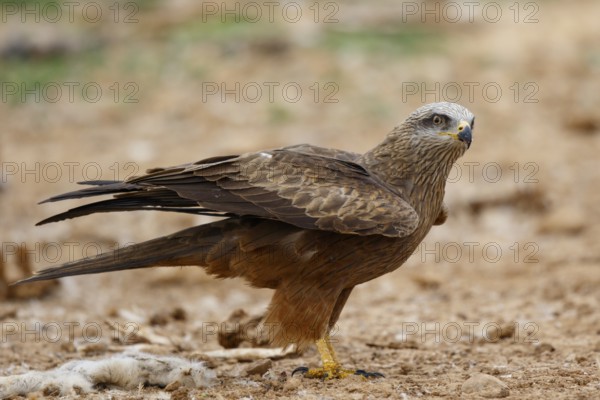 Black Kite (Milvus migrans), Spain, Europe