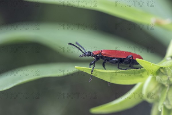 Black-headed Cardinal beetle (Pyrochroa coccinea), Emsland, Lower Saxony, Germany, Europe