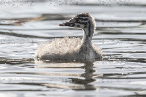 Young great crested grebe (Podiceps cristatus), Emsland, Lower Saxony, Germany, Europe
