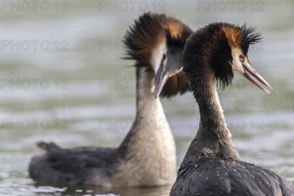 Great Crested Grebe (Podiceps cristatus), Emsland, Lower Saxony, Germany, Europe