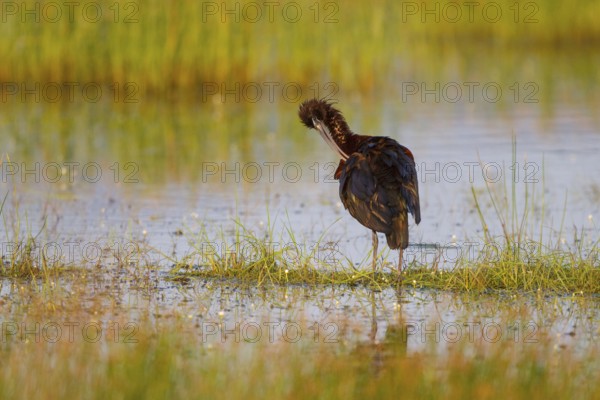 Glossy Ibis (Plegadis falcinellus) preening, Greece, Europe