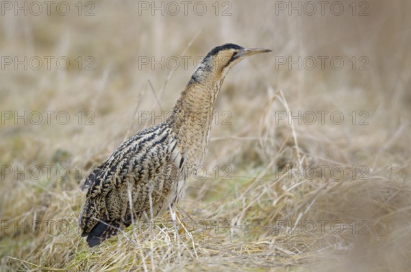 Rohrdommel (Botaurus stellaris), Bittern, Altvogel im Winter, Februar, Muenster, Nordrhein-Westfalen, Deutschland