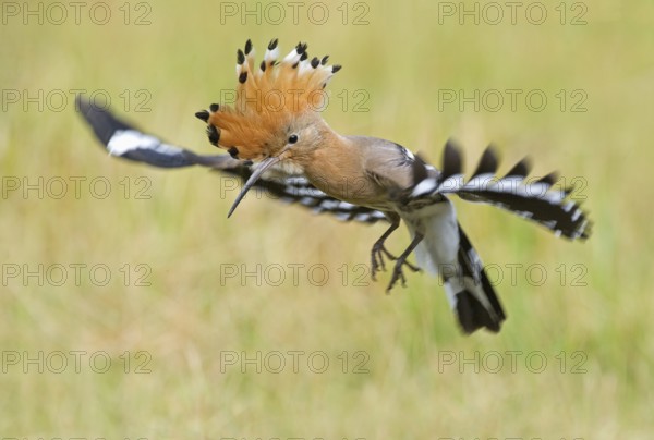 Eurasian Hoopoe (Upupa epops) flying, Aosta Valley, Italy, Europe