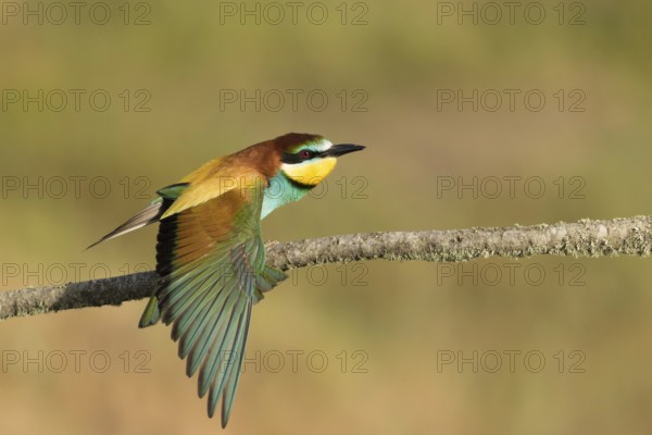 European Bee-eater (Merops apiaster) female perched on a branch stretching wings, Portalegre, Portugal, Europe