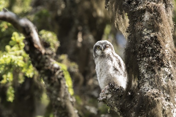 Northern Hawk-Owl (Surnia ulula) juvenile, Dalarna, Sweden, Europe