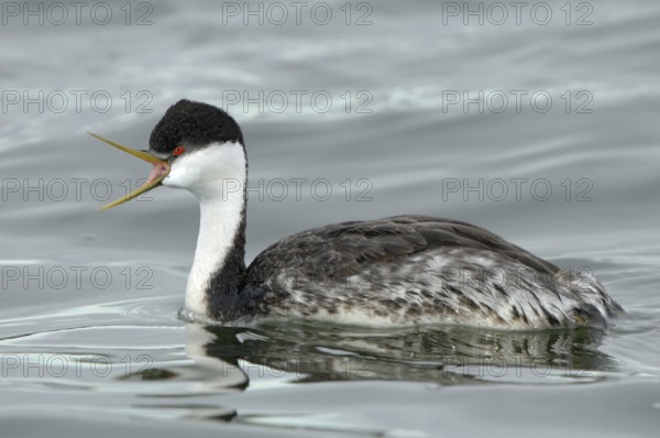 Western Grebe (Aechmophorus occidentalis), Montana, USA, North America