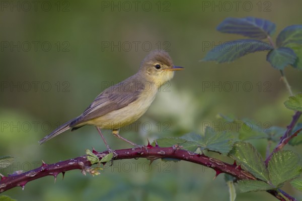 Melodious Warbler (Hippolais polyglotta) male, Rhineland-Palatinate, Germany, Europe