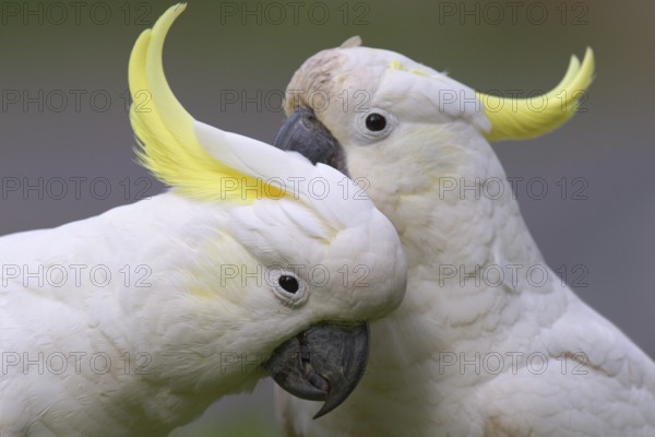 Sulphur-crested Cockatoo (Cacatua galerita) pair, Victoria, Australia, Oceania