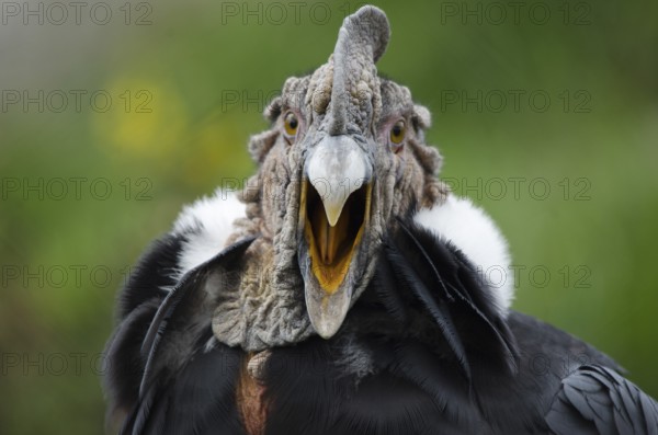 An Andean Condor at Parque Condor (Condor Park) in Otavalo, Ecuador. The Condor Park is a place where injured birds or birds that were kept as pets are rehabilitated. In this image the bird poses or yawns for the camera