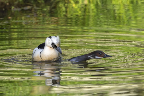 Smew (Mergellus albellus, Mergus albellus) male mating with female in pond in spring