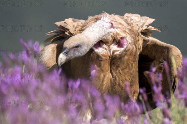 Griffon Vulture (Gyps fulvus) in field, Madrid, Spain, Europe
