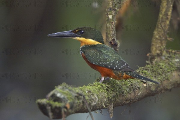 Green-and-rufous Kingfisher (Chloroceryle inda), Ecuador, South America