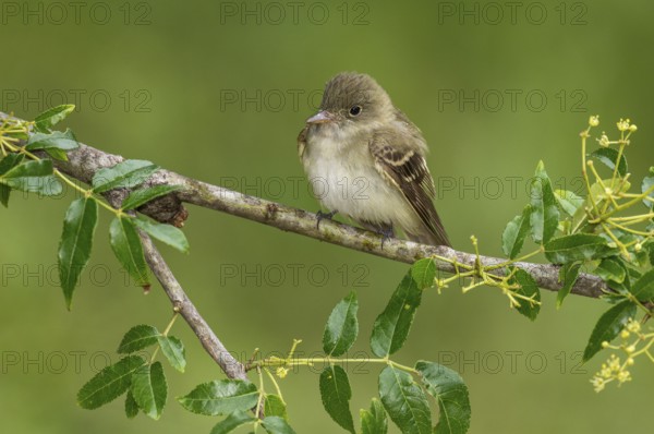 Acadian Flycatcher (Empidonax virescens) perched on a branch, Texas, USA, North America