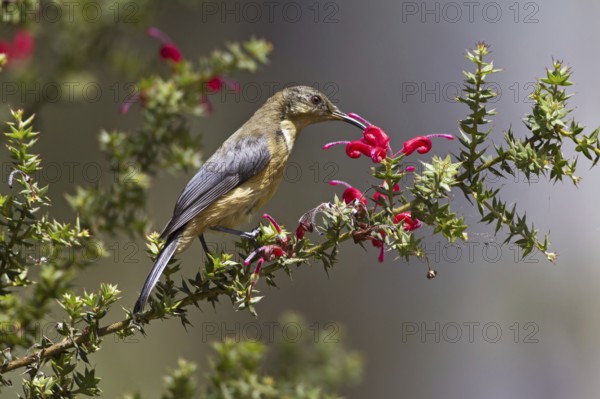 Eastern Spinebill (Acanthorhynchus tenuirostris) juvenile, New South Wales, Australia, Oceania