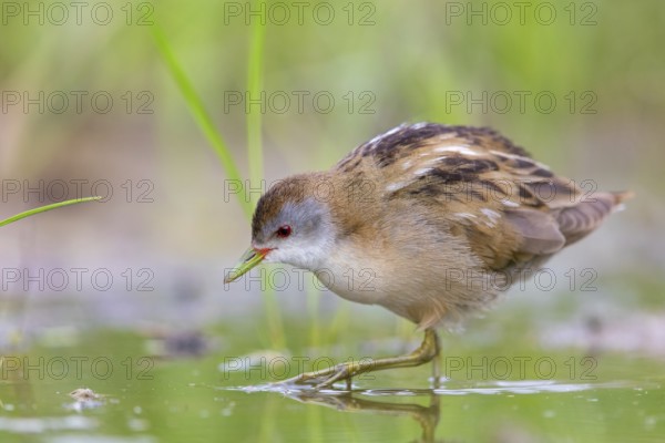 Kleines Sumpfhuhn, Kleinralle, Little Crake, Porzana parva, Marouette poussin, Polluela Bastarda