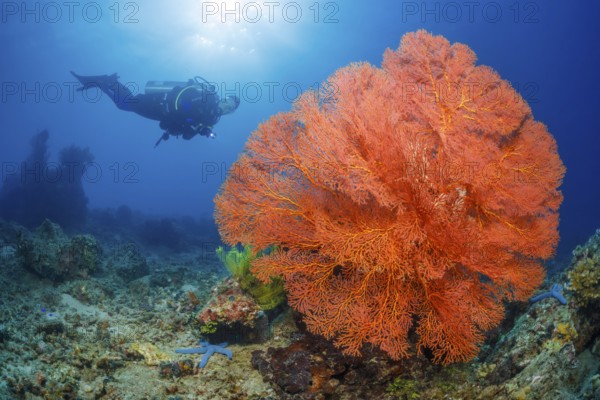 Knotenfächer, Melithaea ochracea Knotted Fan Coral, Melithaea ochracea