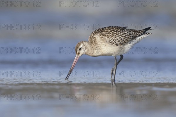 Bar-tailed Godwit (Limosa lapponica), Netherlands