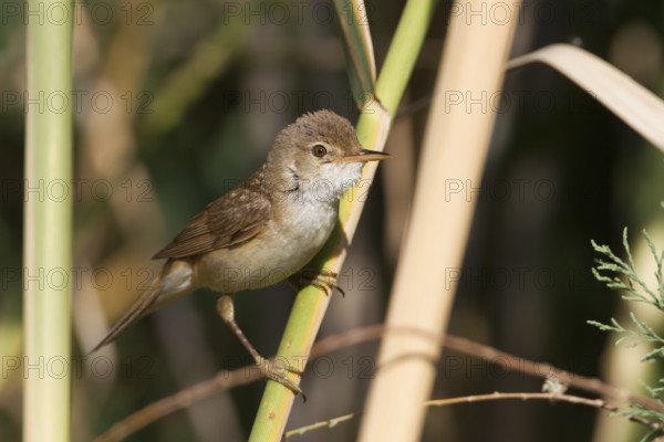 Eurasian Reed Warbler (Acrocephalus scirpaceus fuscus) perched in reeds, Cyprus, Europe