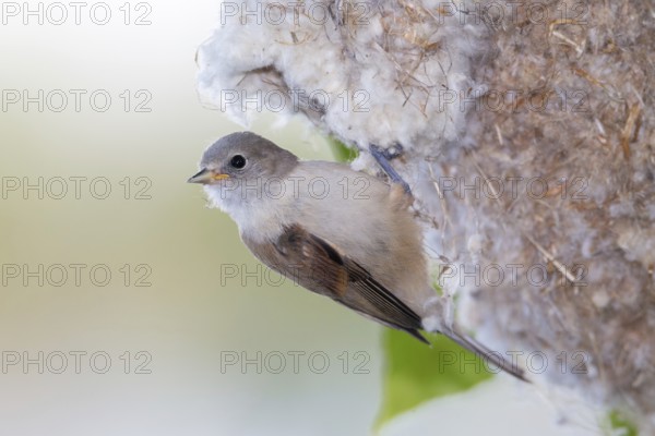 Eurasian Penduline Tit (Remiz pendulinus) juvenile, one week after leaving the nest, Saxony-Anhalt, Germany, Europe
