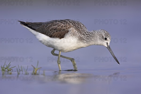 Common Greenshank (Tringa nebularia), Oman, Asia