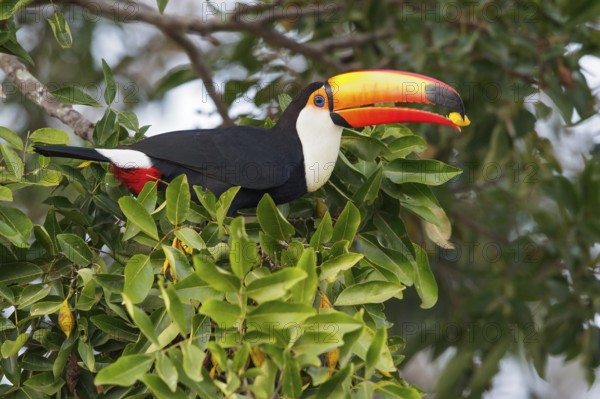 Toco Toucan (Ramphastos toco) perched on a branch in the Pantanal region of Brazil