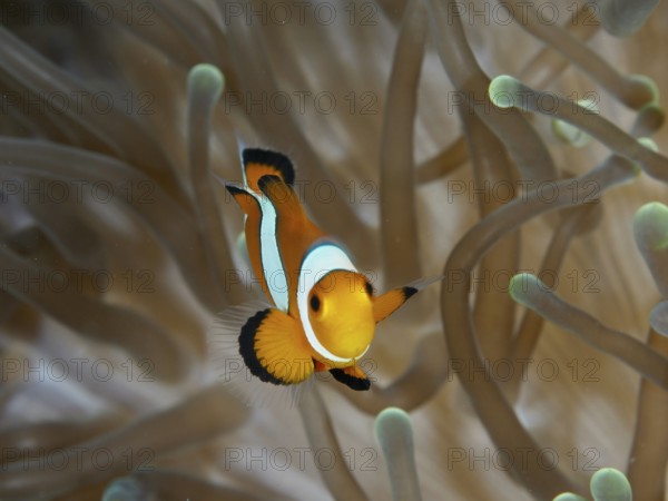 A single Ocellaris Clownfish (Amphiprion ocellaris) swims elegantly through a sea anemone, dive site Sweet Reef, Penyapangan, Bali, Indonesia, Asia