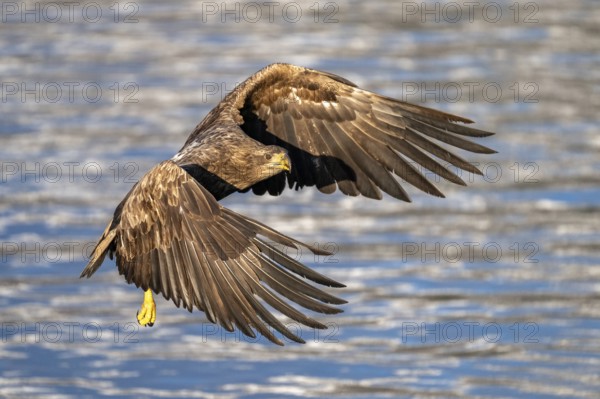 White-tailed eagle (Haliaeetus albicilla), in flight, Lofoten, Norway, Europe