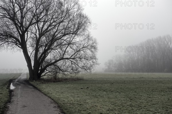 Bare tree in a field on a foggy day with a narrow path, Meerbusch