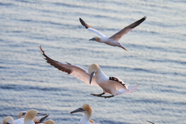 Northern gannet (Morus bassanus) flying over the sea at sunset, landing, wildlife, Helgoland, Germany, Europe