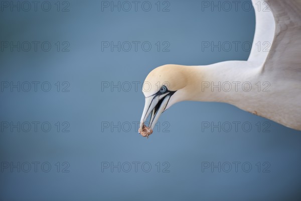 Northern gannet (Morus bassanus) flying over the sea, portrait, wildlife, Helgoland, Germany, Europe
