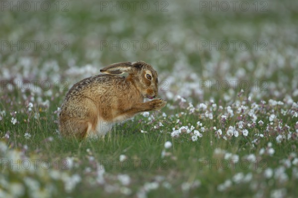 European brown hare (Lepus europaeus) adult animal washing itself amongst Sea campion flowers in summer, England, United Kingdom, Europe