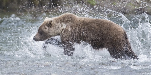 Grizzly Bear (Ursus arctos horribilis) hunting Pacific Salmon, British Columbia, Canada, North America