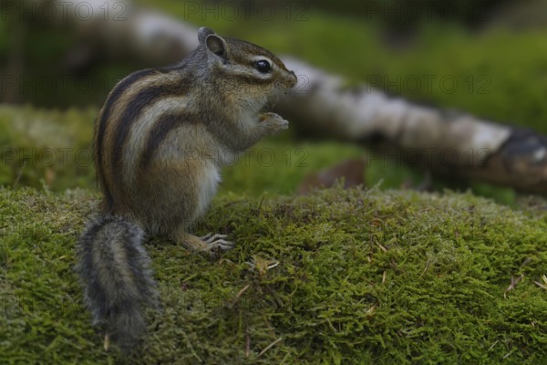 Siberian chipmunk (Eutamias sibiricus) in a forest in Tilburg Noord Brabant in the Netherlands