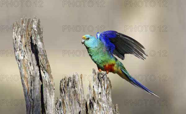 Mulga Parrot (Psephotellus varius) male, Victoria, Australia, Oceania