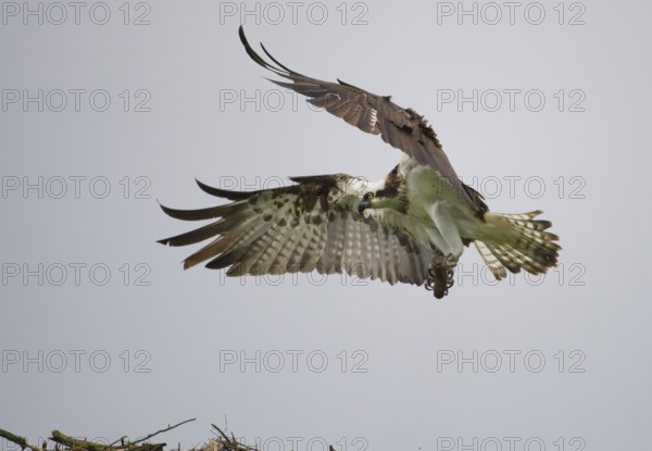 Western Osprey (Pandion haliaetus) flying, Mecklenburg-Western Pomerania, Germany, Europe
