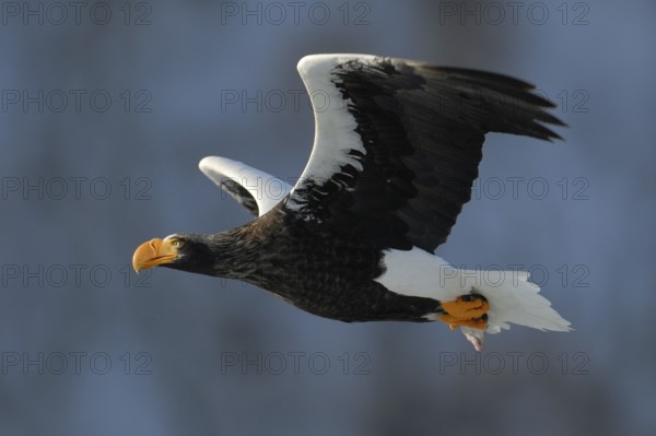 Steller's Sea Eagle (Haliaeetus pelagicus) flying, Hokkaido, Japan, Asia
