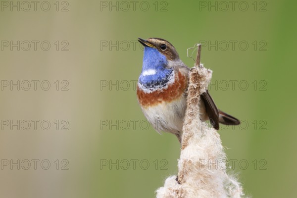 Bluethroat (Luscinia svecica cyanecula) male perched on a cattail, Netherlands