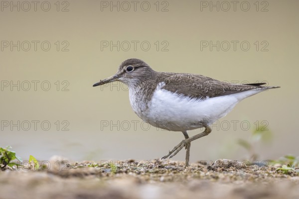 Common Sandpiper (Actitis hypoleucos), North Rhine-Westphalia, Germany, Europe