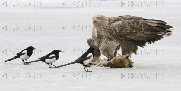 White-tailed Eagle (Haliaeetus albicilla), Mecklenburg-Western Pomerania, Germany, Europe