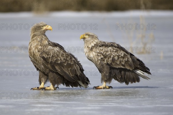 White-tailed Eagle (Haliaeetus albicilla), Mecklenburg-Western Pomerania, Germany, Europe