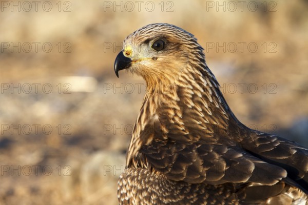 Black Kite (Milvus migrans) juvenile, Castile-La Mancha, Spain, Europe