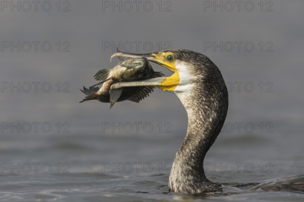 Great Cormorant (Phalacrocorax carbo) eating a fish, Eilat, Israel, Asia